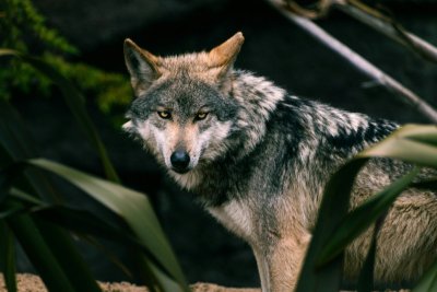 Europa heeft nu zijn eigen safari, met wolven en bizons